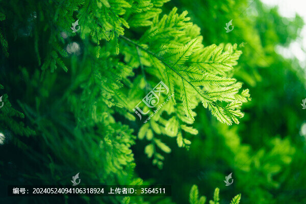 夏天的落羽杉