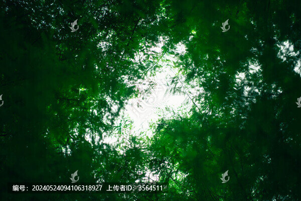夏天的落羽杉