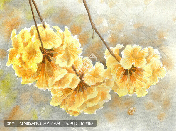 黃花風(fēng)鈴木