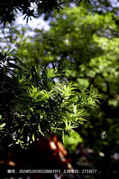 夏日綠植圖片