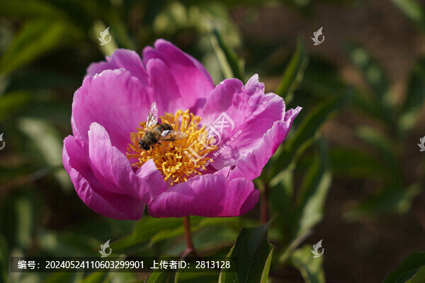 花朵上的蜜蜂