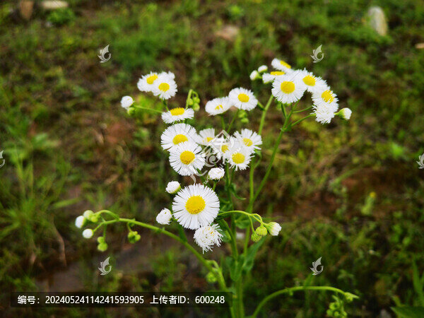 白色野雛菊花朵