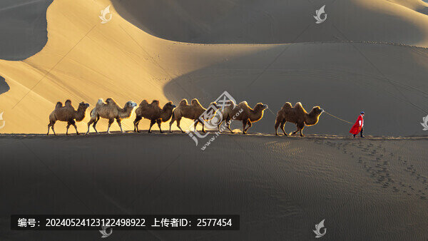 黃昏走在庫木塔格沙漠中的駝隊(duì)