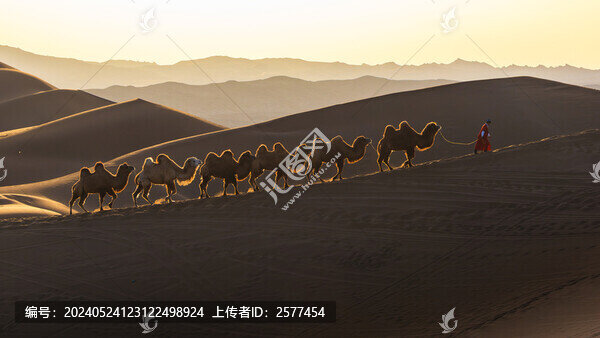 黃昏走在庫木塔格沙漠中的駝隊(duì)