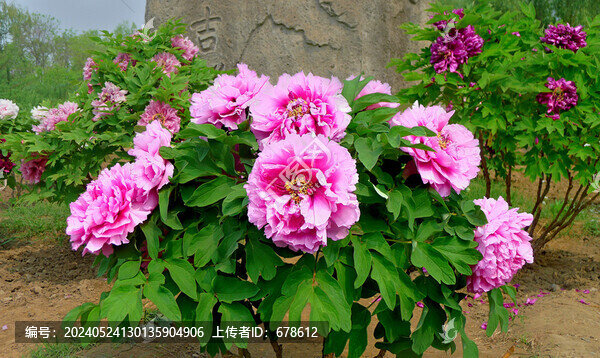 牡丹花