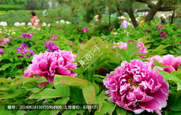 牡丹花