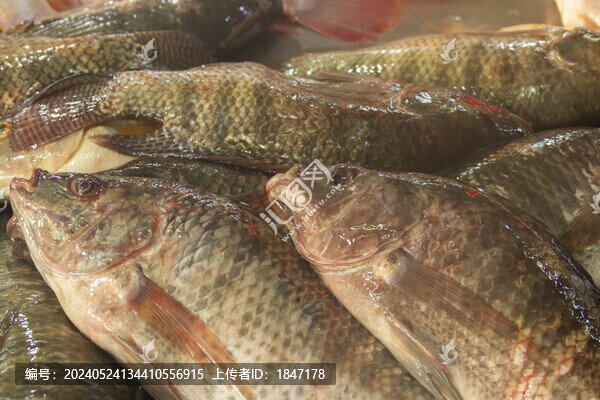 羅非魚