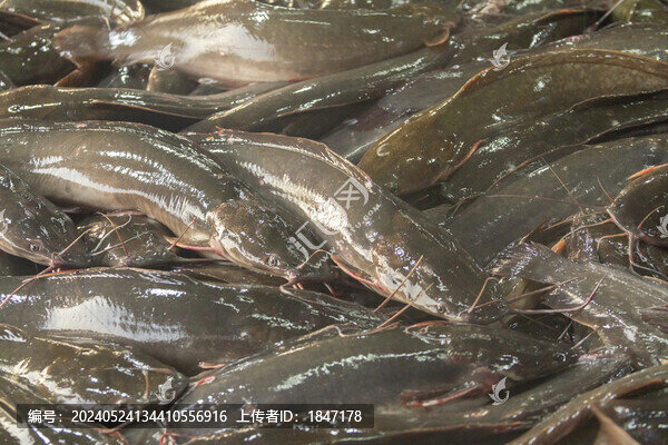 鯰魚
