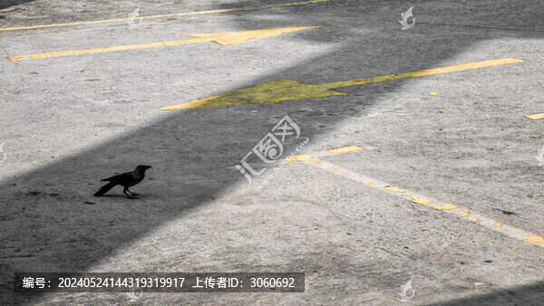 水泥路與鳥(niǎo)