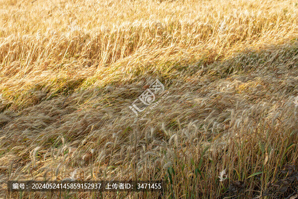 麥穗
