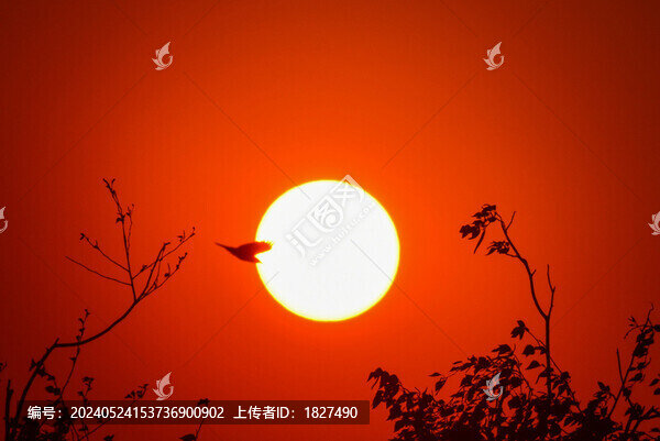 黃昏時刻的蒼鷺