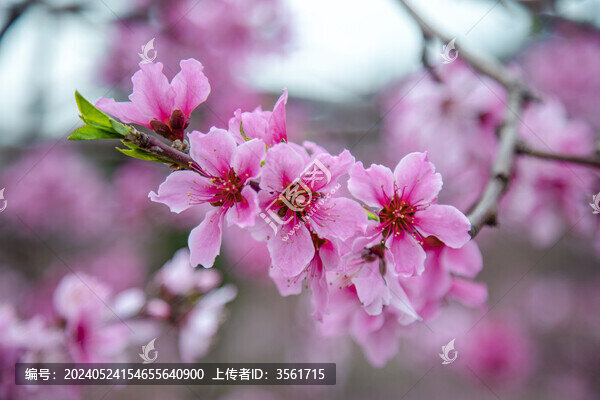桃花盛開