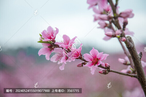 桃花盛開