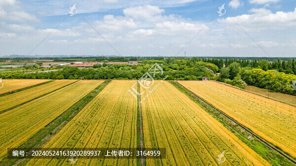 上海崇明島躍進(jìn)農(nóng)場(chǎng)