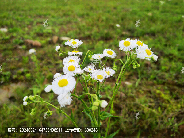 I白色小菊花