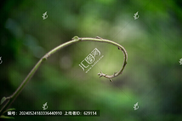植物