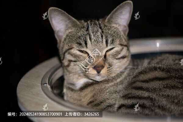 貓?jiān)诩业奶貙戠R頭