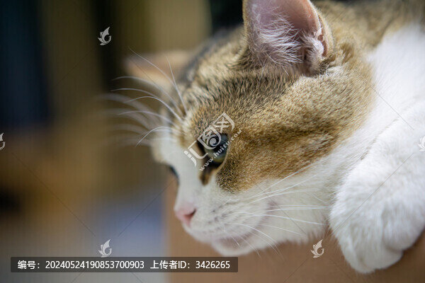 貓?jiān)诩业奶貙戠R頭