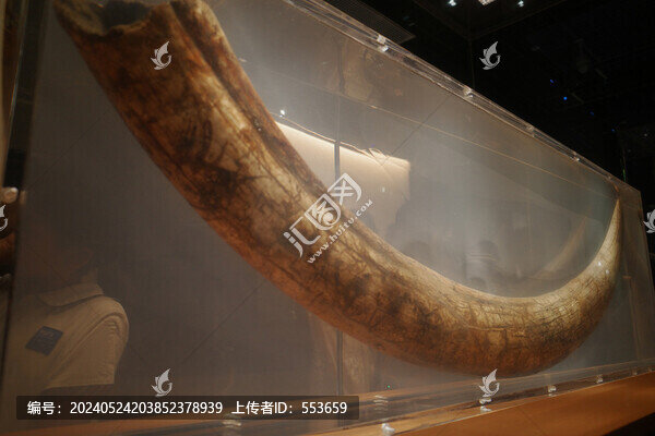三星堆象牙