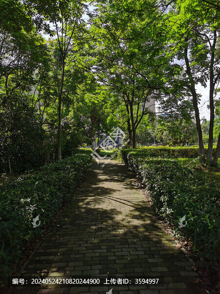 林蔭小道