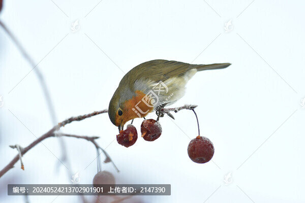鳥