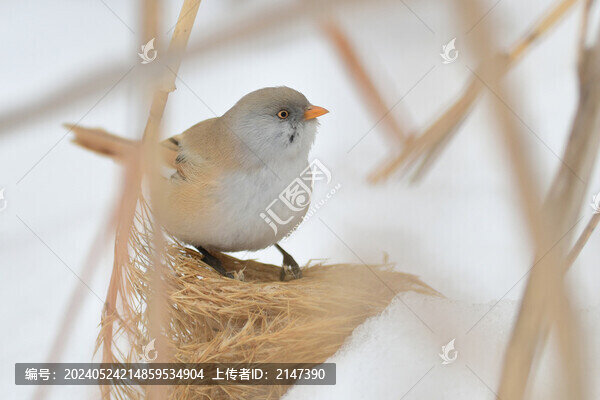 文旭鳥