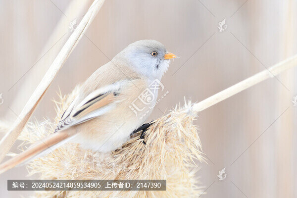 文旭鳥(niǎo)