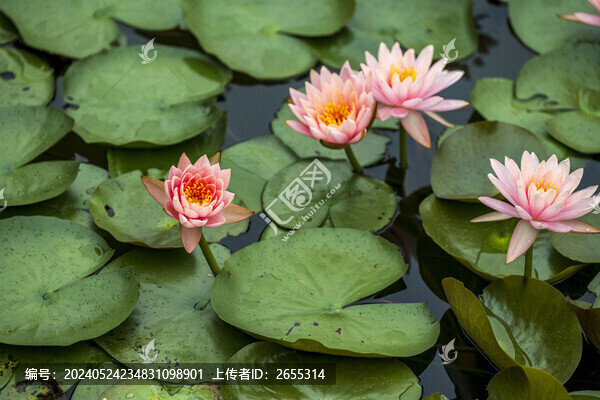 夏天睡蓮開花