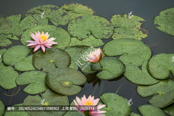 夏天睡蓮開花