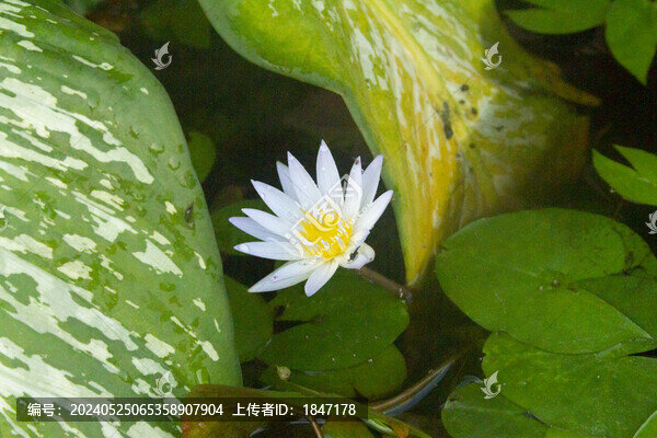 睡蓮
