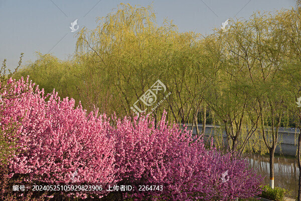盛開的鮮花
