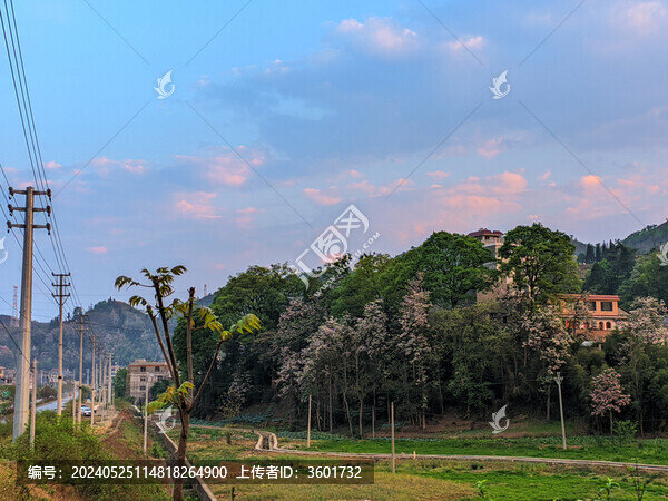 貴州村樹開花