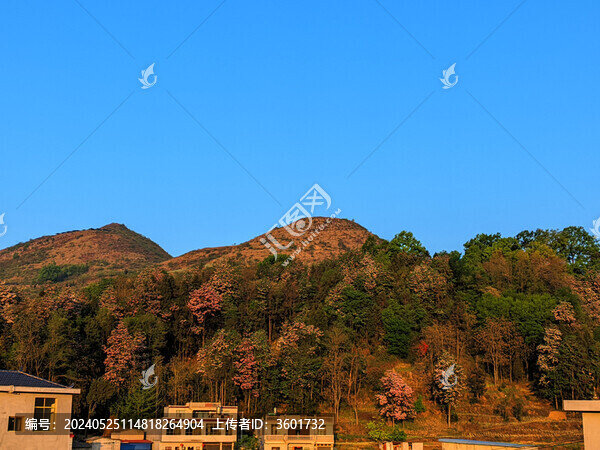 陽光照印山花