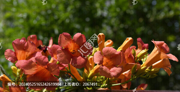 盛放的凌霄花