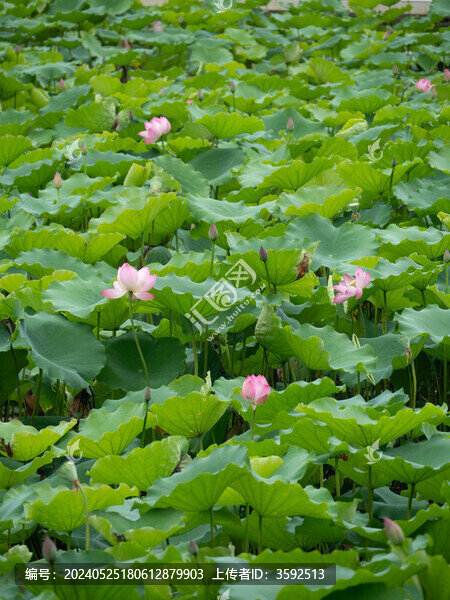 荷花荷葉池塘早荷