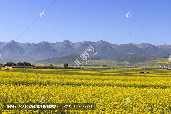 青海祁連山門(mén)源風(fēng)光
