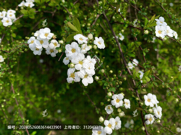 春天白色金櫻子花