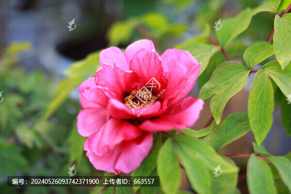 牡丹花