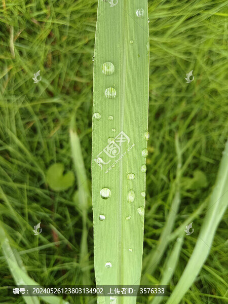草葉