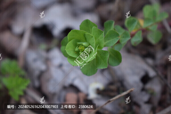 野菜