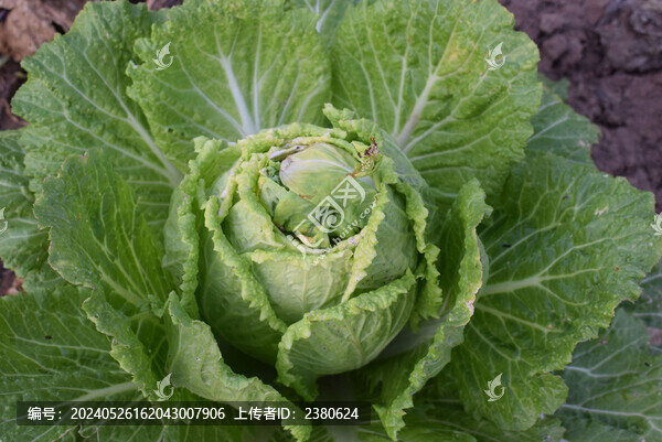 大白菜