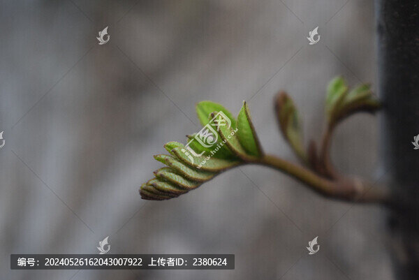 春芽