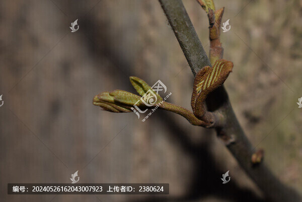 樹芽