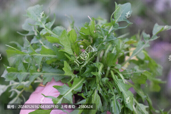野生地菜