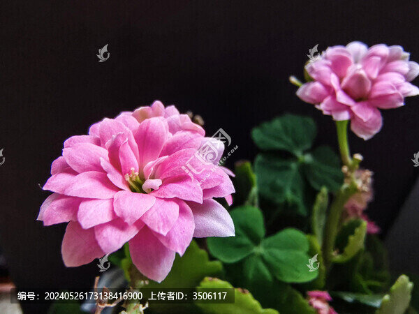 盛開的長壽花