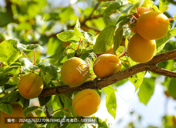 鮮杏