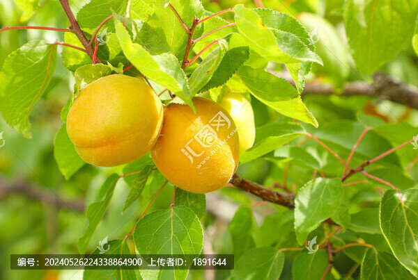 枝頭的杏子