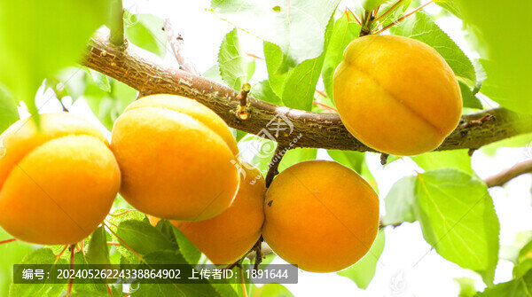 麥黃杏