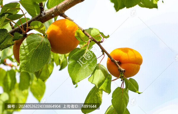 枝頭的杏