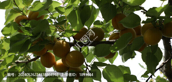 杏樹枝